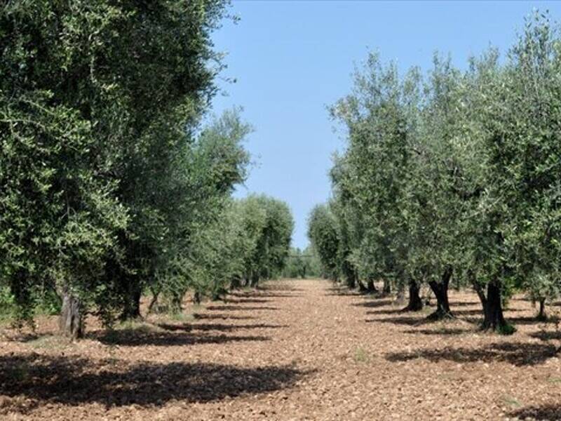 immagine annuncio 1 di 2