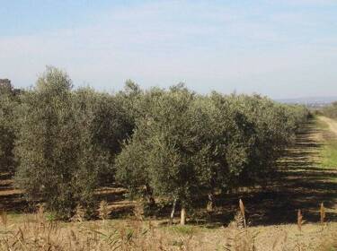 foto principale del terreno