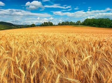 foto principale del terreno