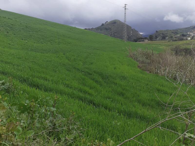 foto principale del terreno