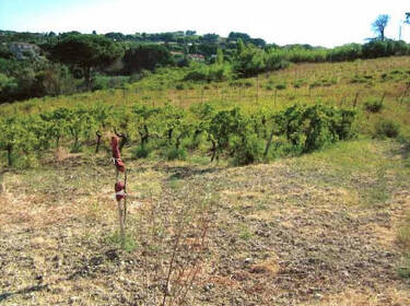 foto principale del terreno