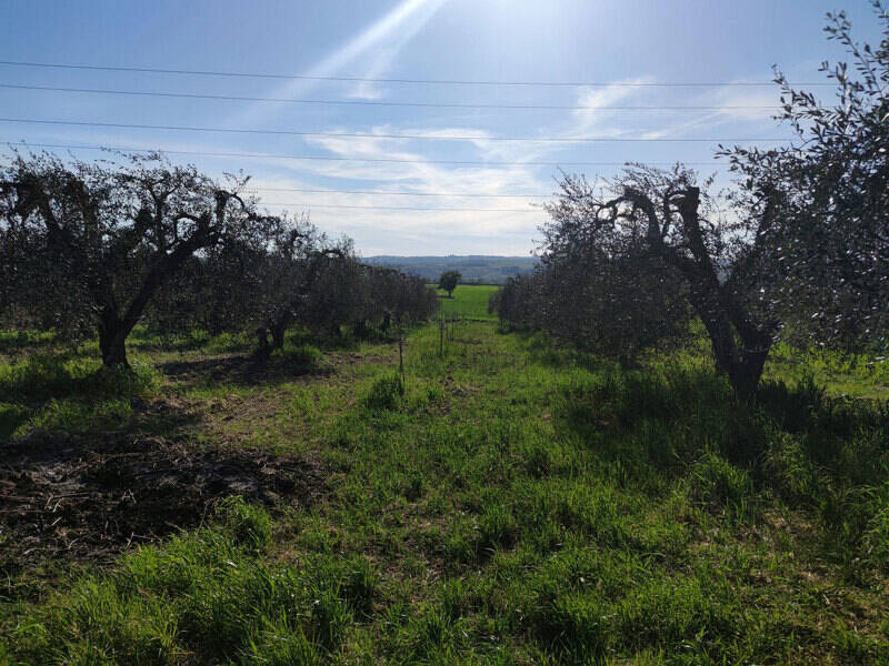 foto principale del terreno