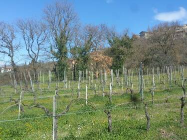 foto principale del terreno