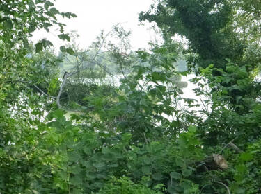 foto principale del terreno