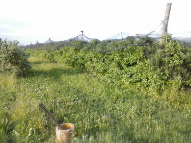 foto principale del terreno