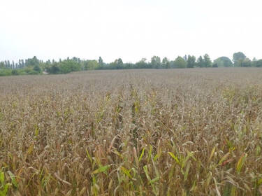 foto principale del terreno