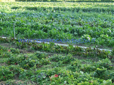 foto principale del terreno