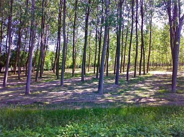 foto principale del terreno