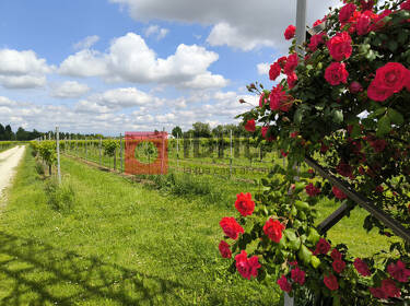 foto principale del terreno