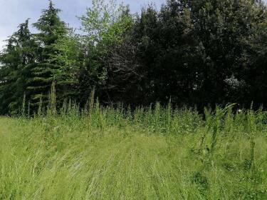 foto principale del terreno