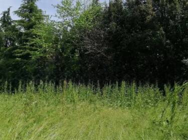 foto principale del terreno