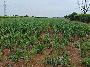 foto principale del terreno