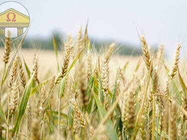 foto principale del terreno