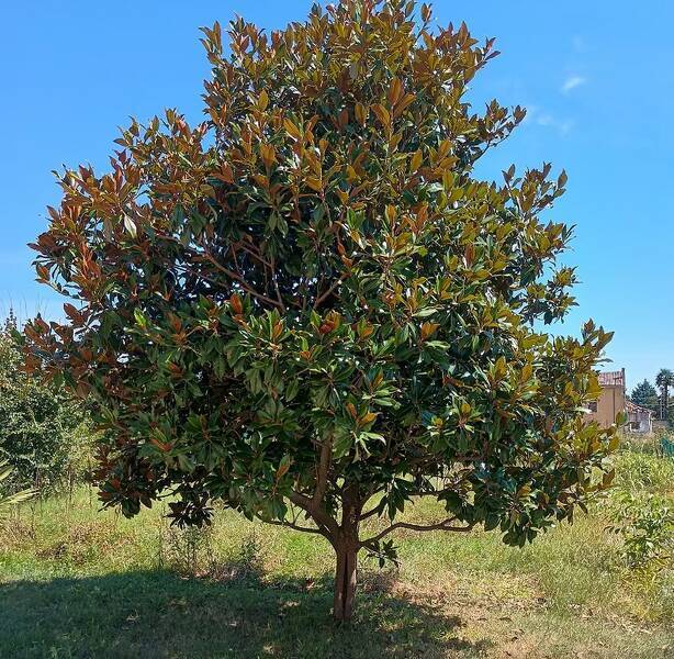 foto principale del terreno