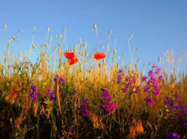 foto principale del terreno