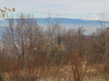 foto principale del terreno