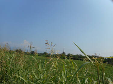 foto principale del terreno