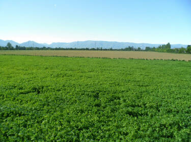 foto principale del terreno