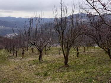 foto principale del terreno
