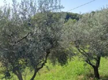 foto principale del terreno