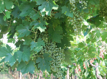 foto principale del terreno