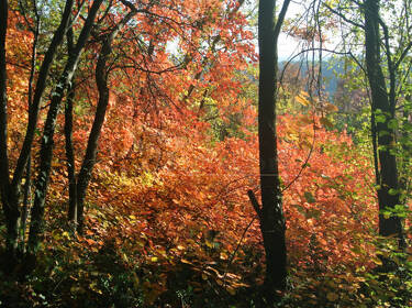 foto principale del terreno