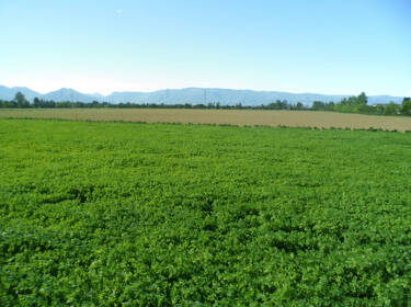 foto principale del terreno