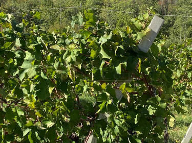 foto principale del terreno