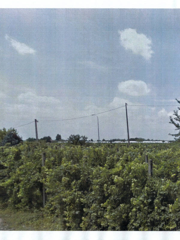 foto principale del terreno
