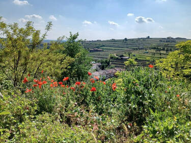 foto principale del terreno