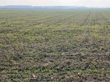 foto principale del terreno