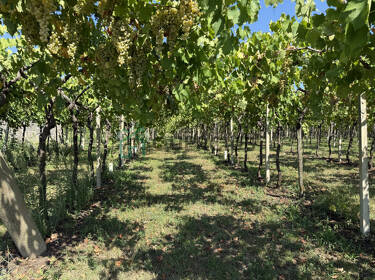 foto principale del terreno