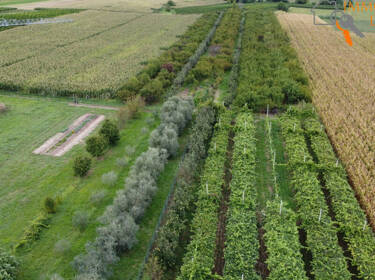 foto principale del terreno