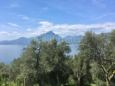 foto principale del terreno