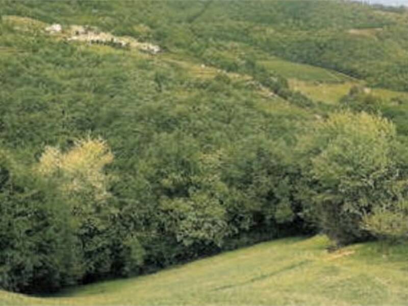foto principale del terreno