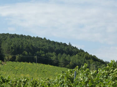 foto principale del terreno