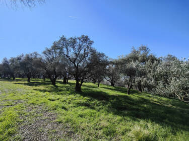 foto principale del terreno