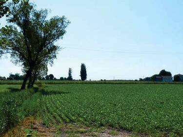 foto principale del terreno