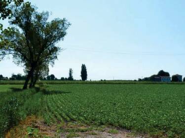 foto principale del terreno