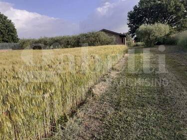 foto principale del terreno