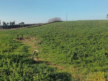 foto principale del terreno