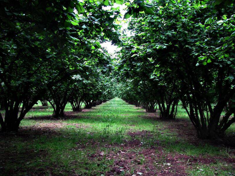 foto principale del terreno