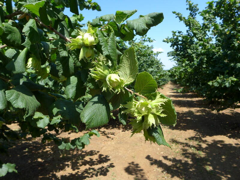 foto principale del terreno
