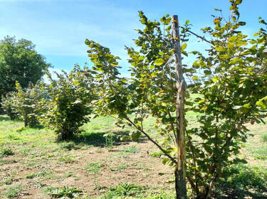 foto principale del terreno