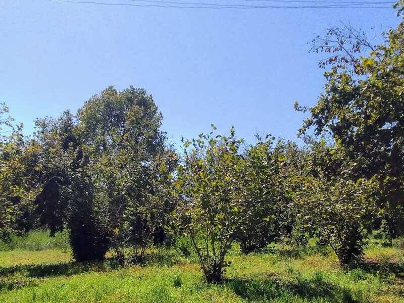 foto principale del terreno