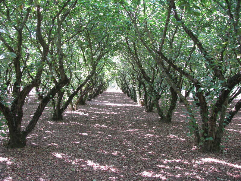 foto principale del terreno
