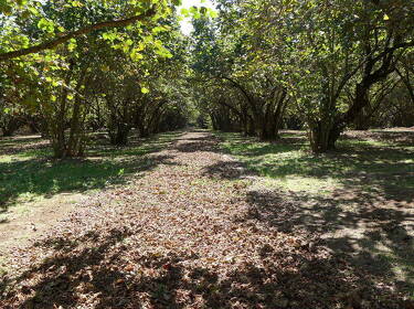 foto principale del terreno